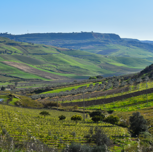 Tiberina